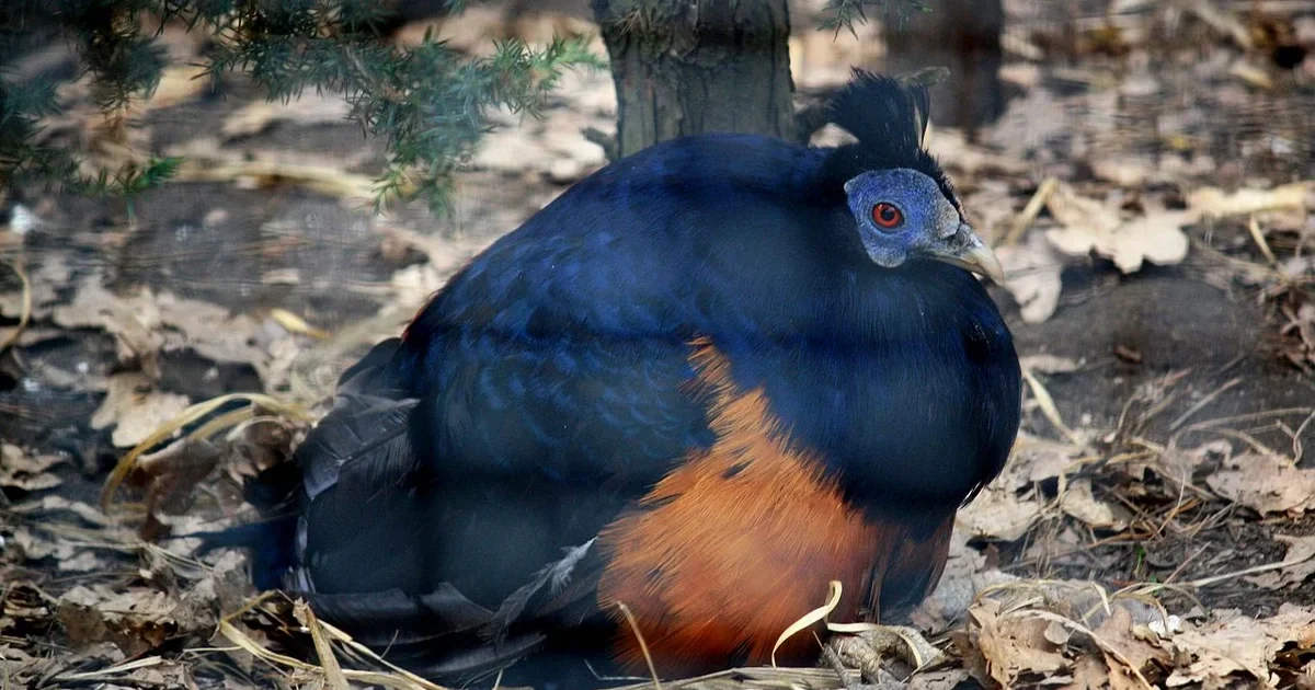 čínský nový rok 2026: Bažant ohnivý bornejský 8165