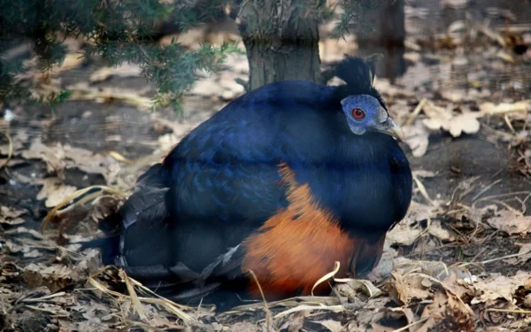 čínský nový rok 2026: Bažant ohnivý bornejský 8165